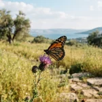 Butterfly Meaning in the Bible